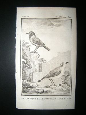 Bird Print: 1779 Wheateater, Buffon Copper Plate