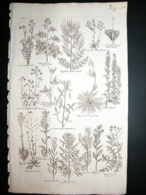 Hill: 1758 Lady Smock, Folio Botanical