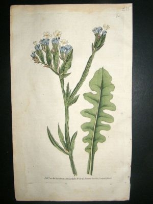 Botanical Print 1789 Purple-Cupit Statice or Thrist #71