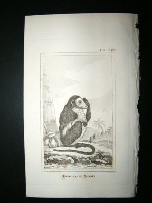 Monkey Print: 1812 Long Faced, Buffon
