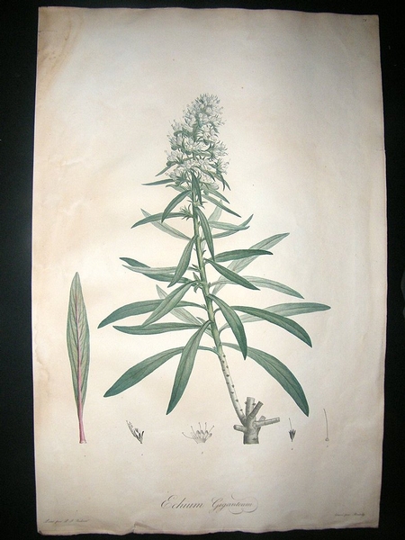 Redoute: 1804 Folio Botanical. Echium Giganteum.