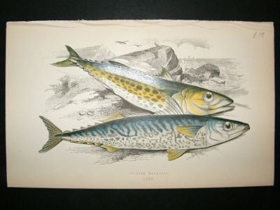 Fish Print: 1869 Spanish Mackarel, Couch