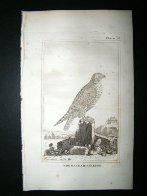 Bird Print: 1812 Haggard Falcon, Buffon