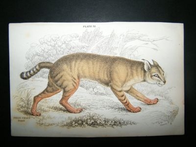 Felis Chaus Cat: C1840 Hand Col Print, Jardine