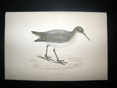 Bird Print: 1867 Sandpiper, Morris Hand Col