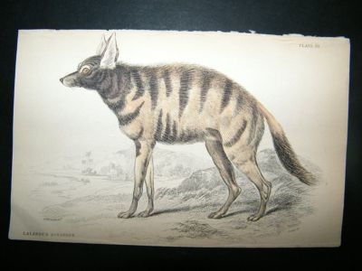 Lalandes Agriodus Hyena: C1840 Hand Col Print, Jardine