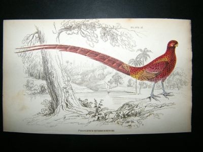 Jardine: C1840 Copper Pheasant. Hand Col Bird Print