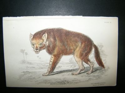 Brown Hyena: C1840 Hand Col Print, Jardine