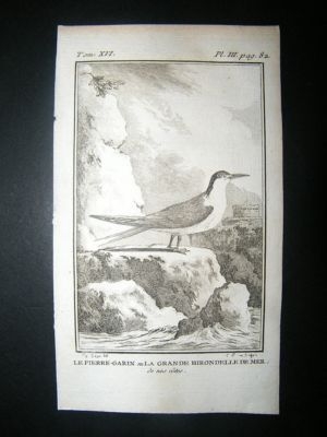 Bird Print: 1781 Tern, Buffon Copper Plate