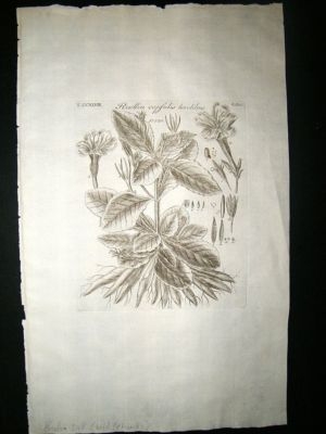 Dillenius 1774 Folio Botanical Print. Ruellia, Wild Petunias 248
