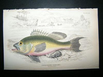 Jardine: 1835 American Black Bass Fish, HC
