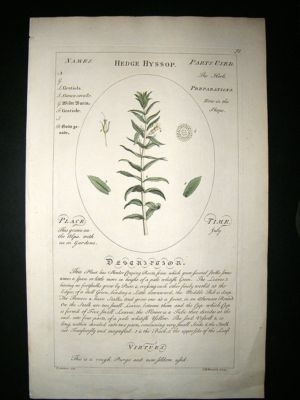 Sheldrake: 1759 Medical Botany. Hedge Hyssop. Hand Col