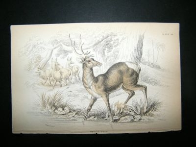Nepal Stag Deer: C1840 Hand Col Print, Jardine