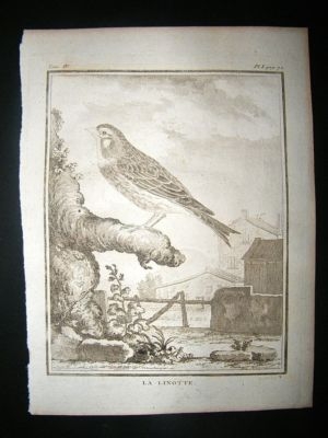 Bird Print: C1775 Linnet, Buffon Copper Plate