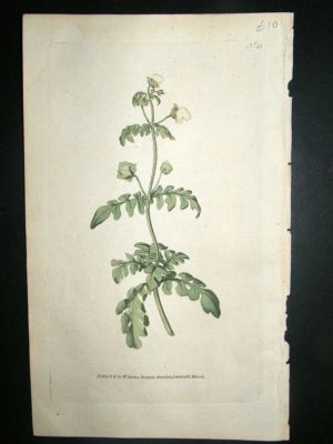 Botanical Print 1787 Pinnated Slipper-Wort #41, Curtis