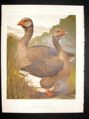 Bird Poultry Print: 1874 Toulouse Geese, Ludlow