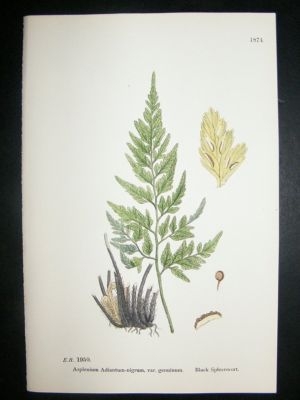 Botanical Print 1899 Black Spleenwort Fern, Sowerby Han