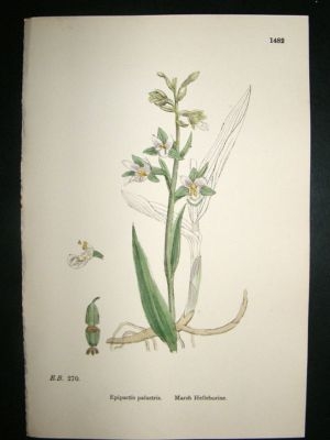 Botanical Print 1899 Marsh Helleborine Orchid, Sowerby