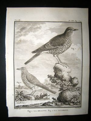 Bird Print: C1775 Fieldfare, Buffon Copper Plate