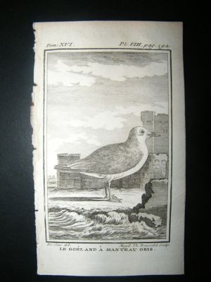 Bird Print: 1781 Greay Coat Seagull