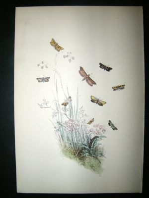 Moth Print: 1860 Plate ?, Humphreys, Hand Col.