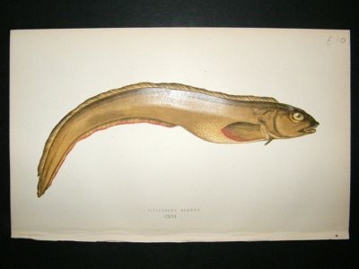 Fish Print: 1869 Viviparous Blenny, Couch