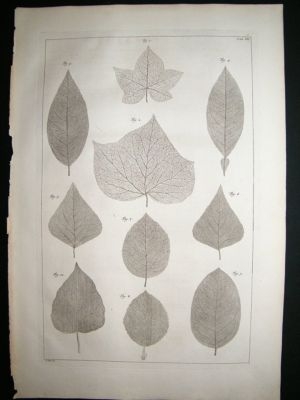 Seba & Tanje: c1750, Plate 4?, Folio botanical print