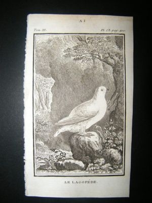 Bird Print: 1772 Ptarmigan, Buffon Copper Plate