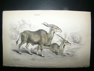 Jardine: C1840 Elk Antelope, Hand Col Print