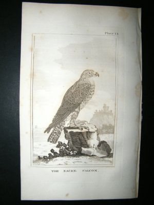 Bird Print: 1812 Sacre Falcon, Buffon