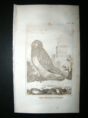 Bird Print: 1812 Common Buzzard, Buffon