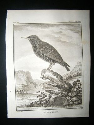 Bird Print: C1775 Starling, Buffon Copper Plate