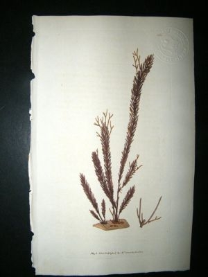 Botanical Print: 1803 Clubmoss Fucus Seaweed #1163, H/C
