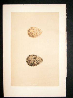 Bird Egg Print 1875 Turnstone, Morris Hand Col
