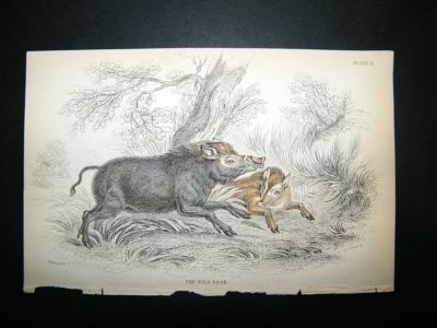 Wild Boar: C1840 Hand Col Print, Jardine