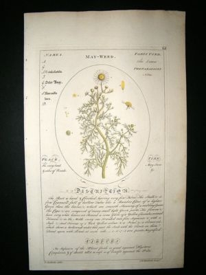 Sheldrake: 1759 Medical Botany. May Weed. Hand Col