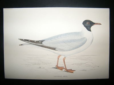 Bird Print: 1867 Laughing Gull, Morris Hand Col