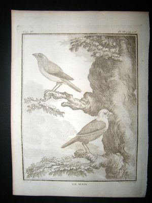 Bird Print: C1775 Le Maia, Buffon Copper Plate