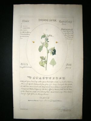 Sheldrake: 1759 Medical Botany. Stinking Arach. Hand Col Print
