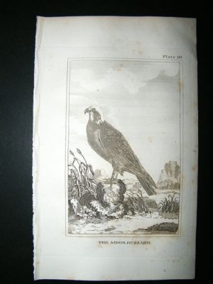 Bird Print: 1812 Moor Buzzard, Buffon