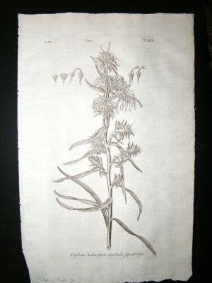 Dillenius 1774 Folio Botanical Print. Tuberous Thistle