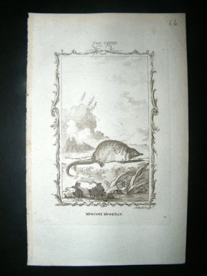 Buffon: 1785 Muscovy Musk Rat, Antique Print