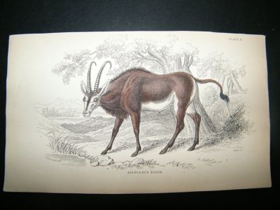 Aigocerus Niger Antelope: C1840 Hand Col Print, Jardine