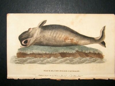 Whale, Black Nosed Cachalot: 1800 Hand Col