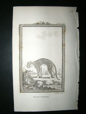 Black Cougar: 1812 Copper Plate, Buffon Print