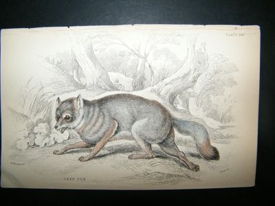 Grey Fox: C1840 Hand Col Print, Jardine