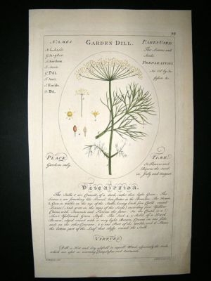 Sheldrake: 1759 Medical Botany. Garden Dill. Hand Col