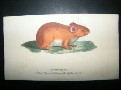 Alpine Hare:1799 Hand Coloured Print.