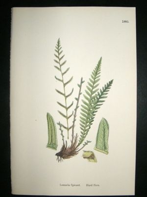 Botanical Print 1899 Hard Fern, Sowerby Hand Col #1885