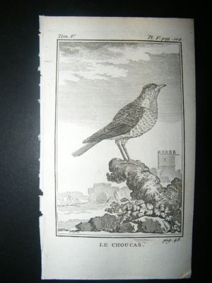 Bird Print: 1775 Jackdaw, Buffon Copper Plate